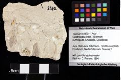 Foto (Objket + Etiketten) von Galatheoidea indet. 